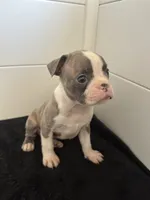 Petunia, a female Boston Terrier for sale in Dresden Mills, ME – 6 of 6