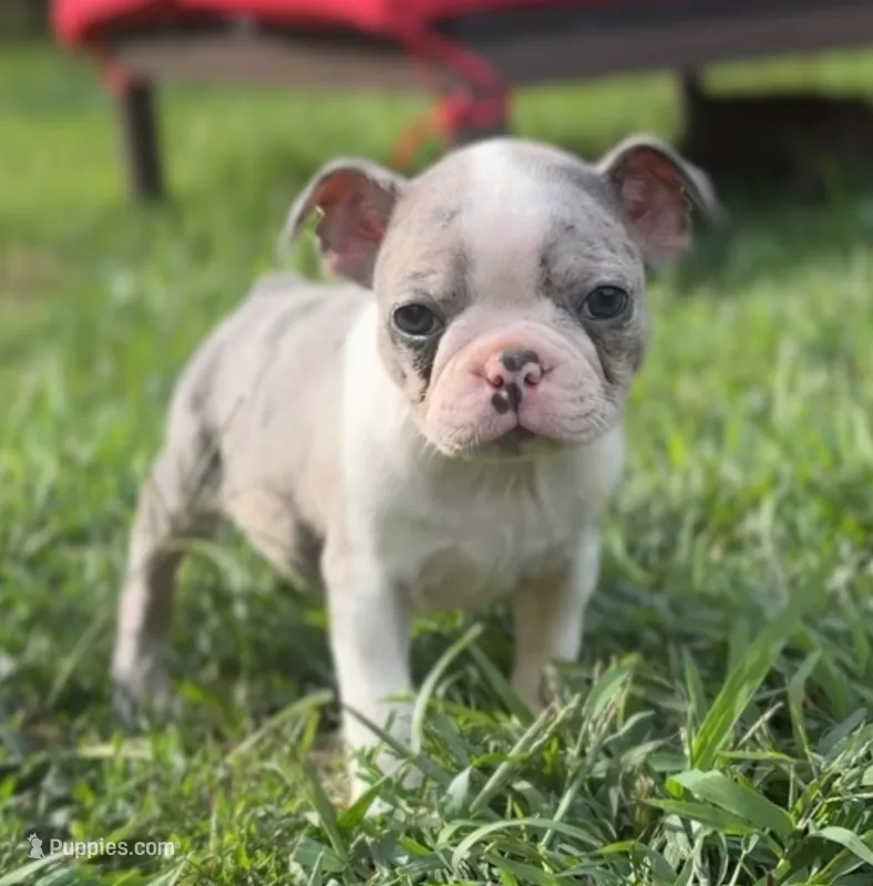 Taz – Boston Terrier puppy for sale in Dresden Mills, ME