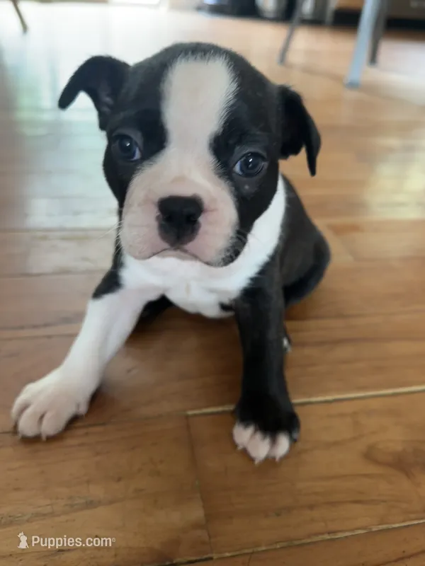 Hamm – Boston Terrier puppy for sale in Dresden Mills, ME