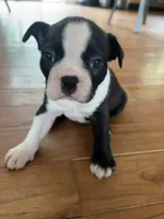 Hamm, a male Boston Terrier for sale in Dresden Mills, ME – 1 of 4