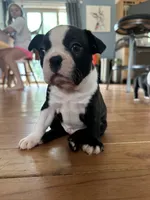Hamm, a male Boston Terrier for sale in Dresden Mills, ME – 3 of 4