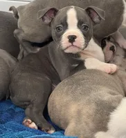 Izzy, a female Boston Terrier for sale in Dresden Mills, ME – Photo 2 of 6