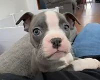 Izzy, a female Boston Terrier for sale in Dresden Mills, ME – Photo 3 of 6