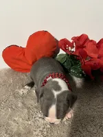 Izzy, a female Boston Terrier for sale in Dresden Mills, ME – Photo 6 of 6