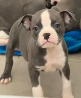 Izzy, a female Boston Terrier for sale in Dresden Mills, ME – Photo 4 of 6