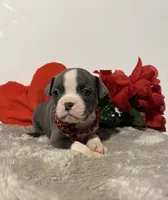 Izzy, a female Boston Terrier for sale in Dresden Mills, ME – Photo 5 of 6