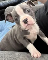 Izzy, a female Boston Terrier for sale in Dresden Mills, ME – Photo 1 of 6