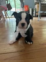 Hamm, a male Boston Terrier for sale in Dresden Mills, ME – 2 of 4
