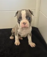 Petunia, a female Boston Terrier for sale in Dresden Mills, ME – 3 of 6