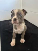 Daffy, a male Boston Terrier for sale in Dresden Mills, ME – 6 of 7
