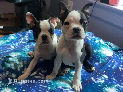 Buzz – Boston Terrier puppy for sale in Dresden Mills, ME