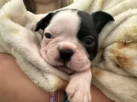 Rex, a male Boston Terrier for sale in Dresden Mills, ME – 1 of 4