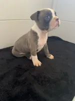 Marvin, a male Boston Terrier for sale in Dresden Mills, ME – 2 of 4
