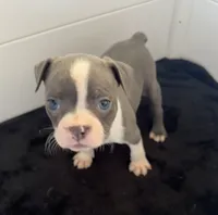 Penelope, a female Boston Terrier for sale in Dresden Mills, ME – 2 of 5