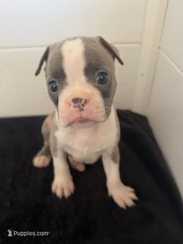 Petunia – Boston Terrier puppy for sale in Dresden Mills, ME