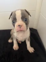 Petunia, a female Boston Terrier for sale in Dresden Mills, ME – 1 of 6