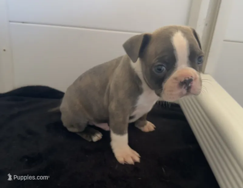 Marvin – Boston Terrier puppy for sale in Dresden Mills, ME