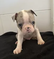 Taz, a male Boston Terrier for sale in Dresden Mills, ME – 3 of 5