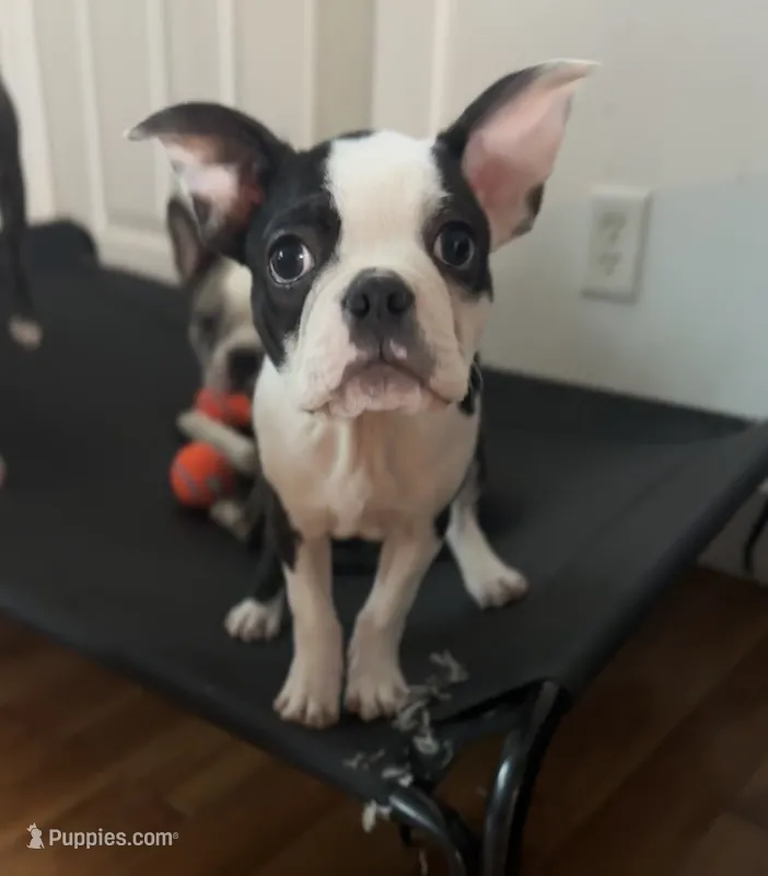 Buzz – Boston Terrier puppy for sale in Dresden Mills, ME