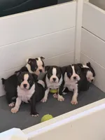 Hamm, a male Boston Terrier for sale in Dresden Mills, ME – 4 of 4
