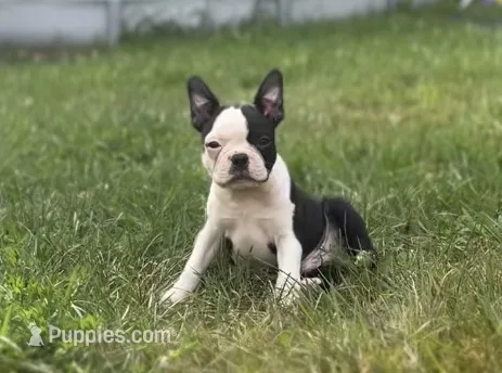 Rex – Boston Terrier puppy for sale in Dresden Mills, ME