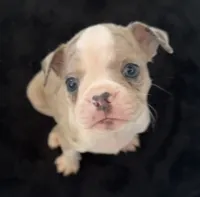 Speedy, a male Boston Terrier for sale in Dresden Mills, ME – 6 of 7