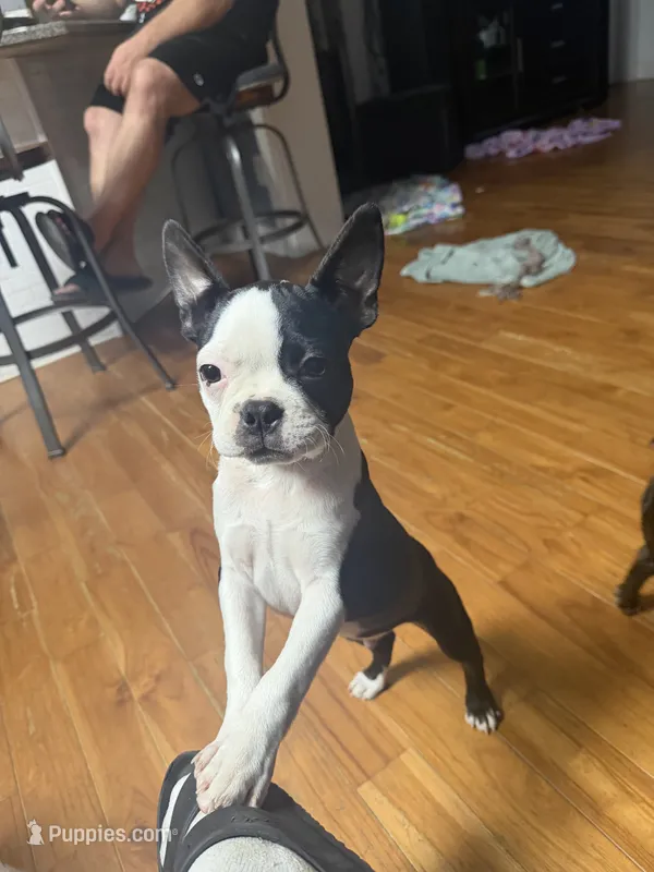Rex – Boston Terrier puppy for sale in Dresden Mills, ME