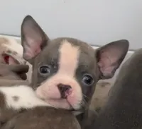 Peanut, a male Boston Terrier for sale in Dresden Mills, ME – Photo 1 of 3