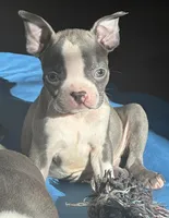 Peanut, a male Boston Terrier for sale in Dresden Mills, ME – Photo 2 of 3