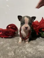 Peanut, a male Boston Terrier for sale in Dresden Mills, ME – Photo 3 of 3