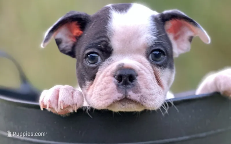 Buzz – Boston Terrier puppy for sale in Dresden Mills, ME