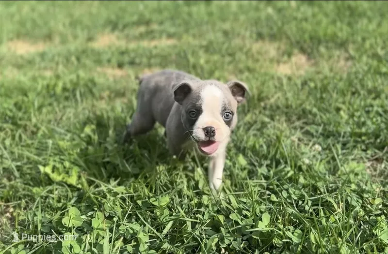 Bugs – Boston Terrier puppy for sale in Dresden Mills, ME