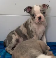 Bear, a male Boston Terrier for sale in Dresden Mills, ME – Photo 1 of 4