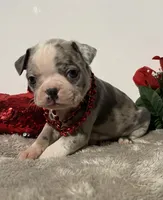 Bear, a male Boston Terrier for sale in Dresden Mills, ME – Photo 2 of 4
