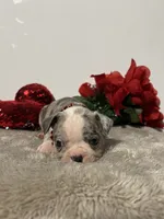 Bear, a male Boston Terrier for sale in Dresden Mills, ME – Photo 3 of 4