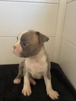 Petunia, a female Boston Terrier for sale in Dresden Mills, ME – 2 of 6