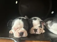 Buzz, a male Boston Terrier for sale in Dresden Mills, ME – 2 of 3