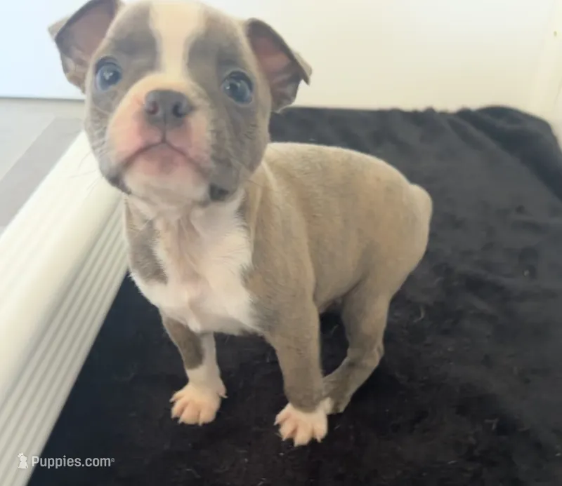 Daffy – Boston Terrier puppy for sale in Dresden Mills, ME