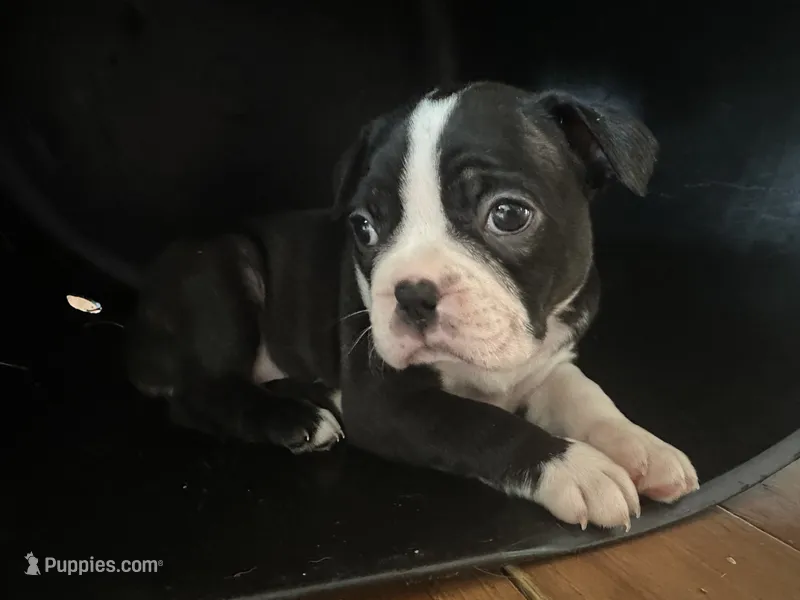 Bo Peep – Boston Terrier puppy for sale in Dresden Mills, ME