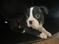 Bo Peep, a female Boston Terrier for sale in Dresden Mills, ME – 1 of 3