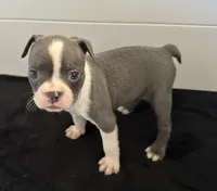 Penelope, a female Boston Terrier for sale in Dresden Mills, ME – 4 of 5