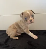Lola, a female Boston Terrier for sale in Dresden Mills, ME – 2 of 4