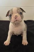 Taz, a male Boston Terrier for sale in Dresden Mills, ME – 2 of 5