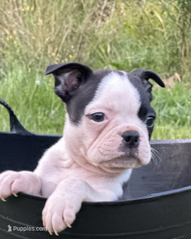 Rex – Boston Terrier puppy for sale in Dresden Mills, ME