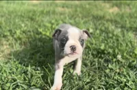 Bugs, a male Boston Terrier for sale in Dresden Mills, ME – 2 of 5