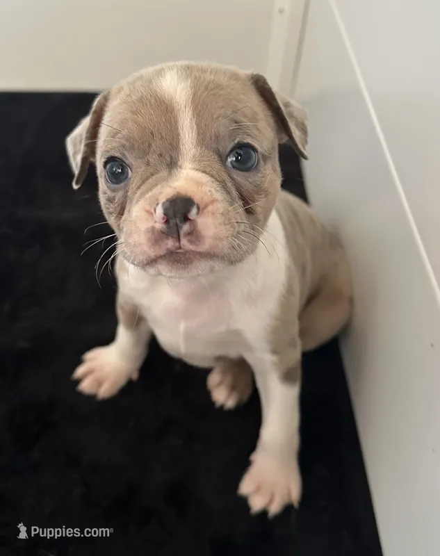 Lola – Boston Terrier puppy for sale in Dresden Mills, ME