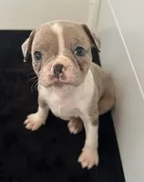 Lola, a female Boston Terrier for sale in Dresden Mills, ME – 1 of 4