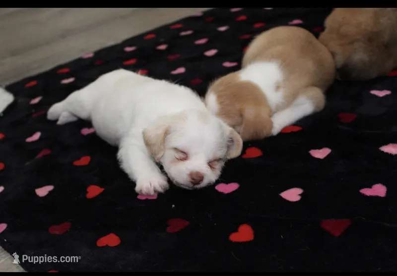 angel  – Chihuahua, Maltese puppy for sale in Hyattsville, MD