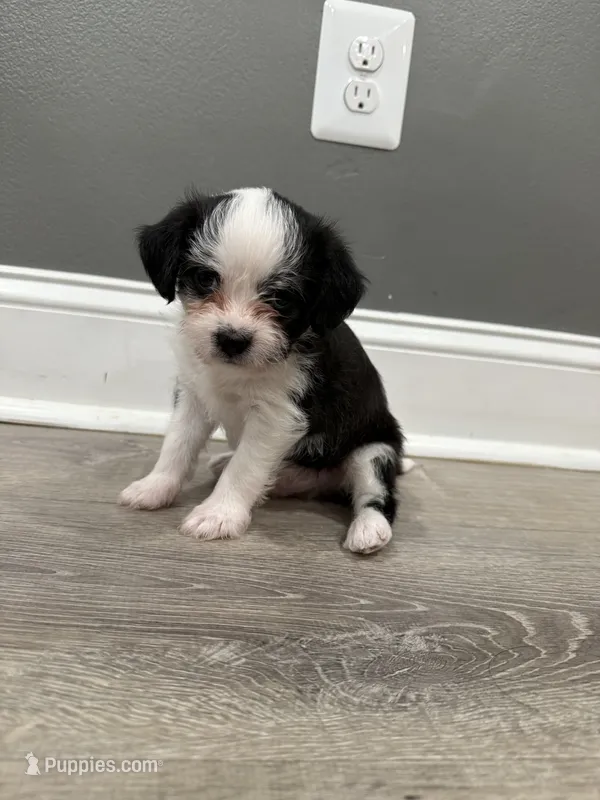 Ace – Chihuahua, Maltese puppy for sale in Hyattsville, MD