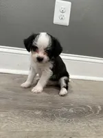 Ace, a male Chihuahua and Maltese for sale in Hyattsville, MD – 1 of 3